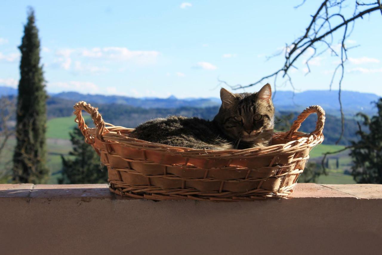 Bb Gli Aristogatti Bed & Breakfast Ghizzano Bagian luar foto